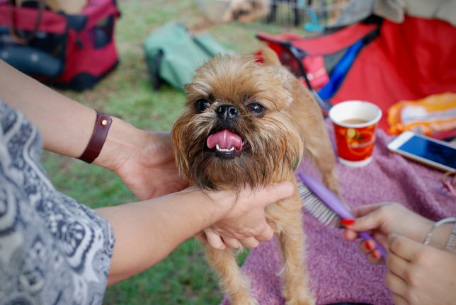 dog getting groomed