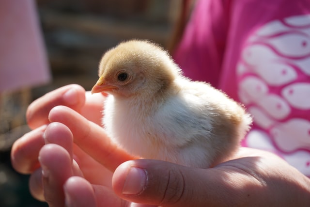 taking care of small and large animals