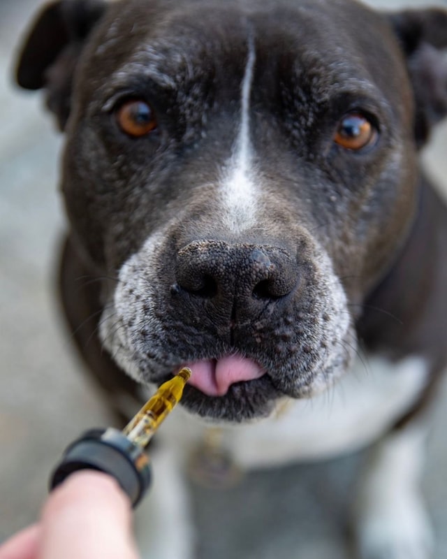 administering medicine to sick pets