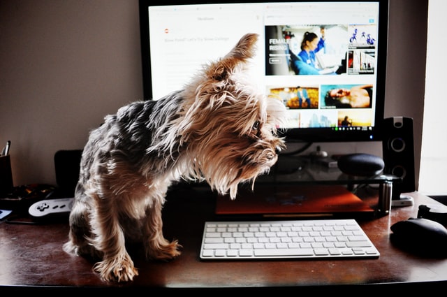 dog groomer's online resources