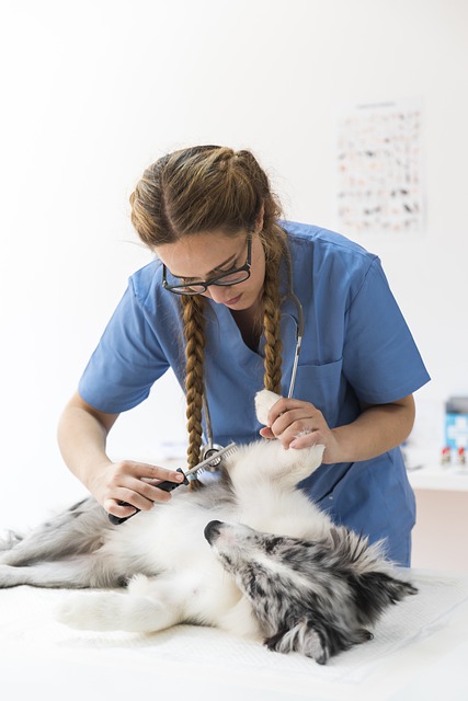 performing animal healthare services at the vet clinic