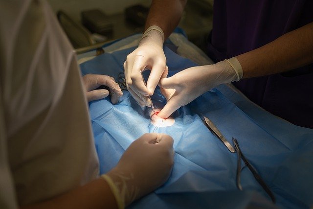 animal surgery