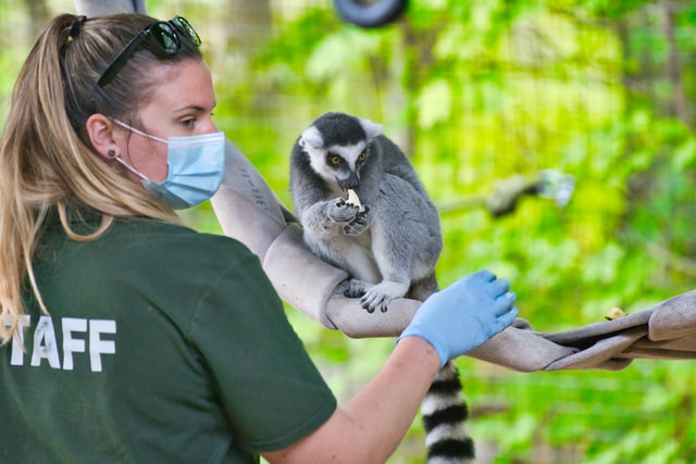 zoological medical technician looking after a zoo animal