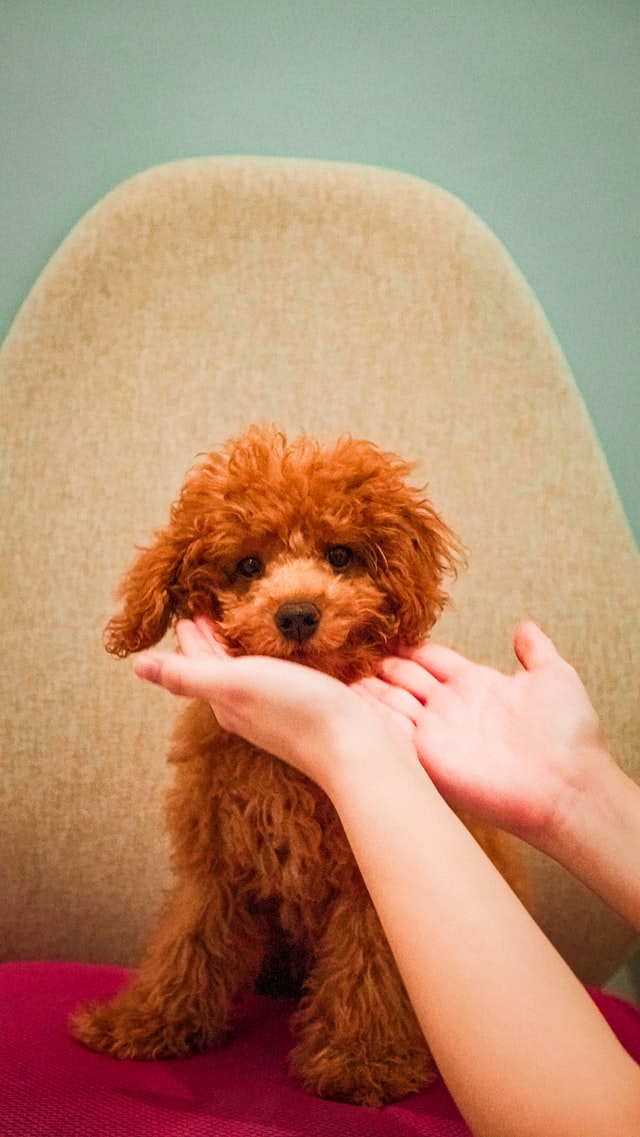 groomed dog for photoshoot