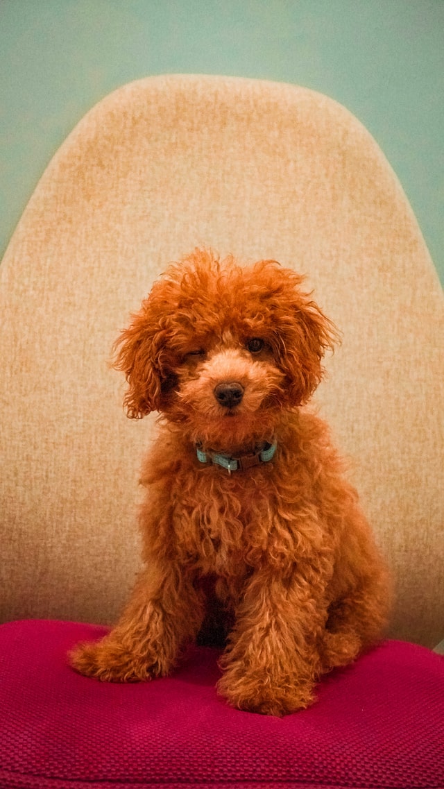 grooming for a dog show