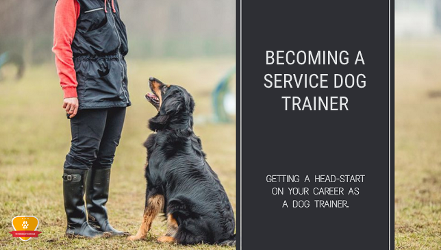 How To Become a Service Dog Trainer