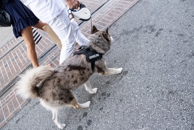 man walking with his service dog