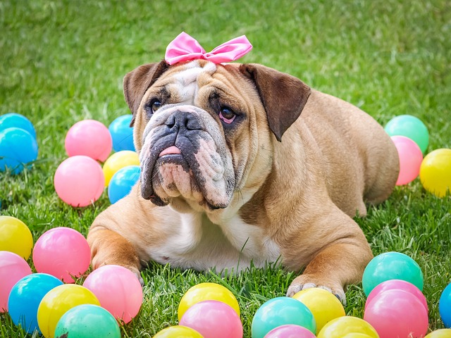 a bull dog getting pretty for a party