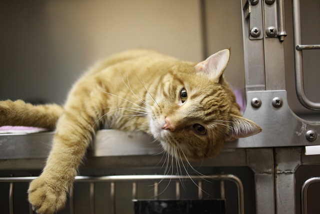 cat resting in her crate