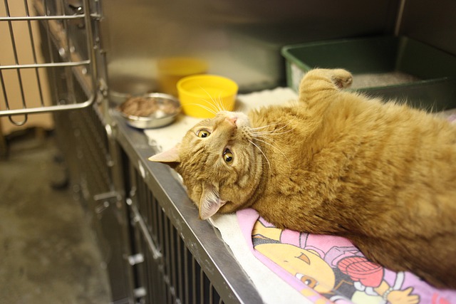 kitty at the vet clinic