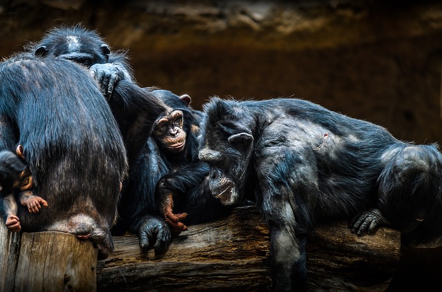 injured zoo animals receiving vet care