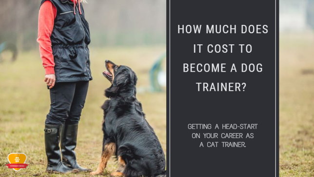 How Much Does It Cost to Become a Dog Trainer?