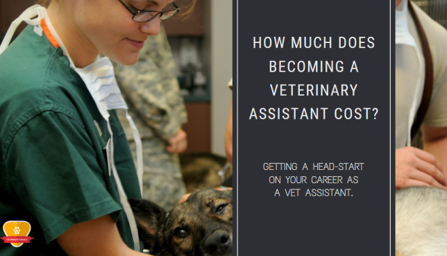How Much Does Becoming a Veterinary Assistant Cost?