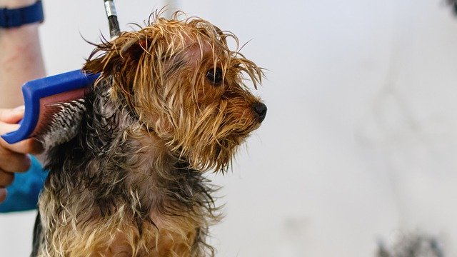 getting groomed at a pet salon