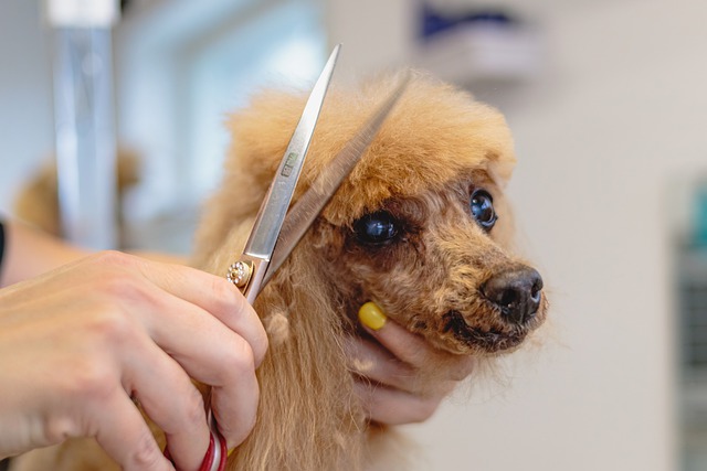 trimming dog hair