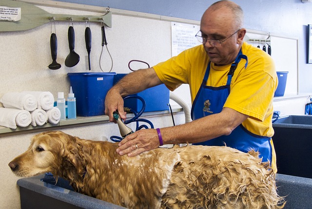 Dog Groomer Bathing a Dog