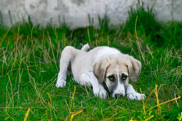 sick pet in need of veterinary care