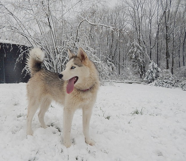 siberian husky in the snow