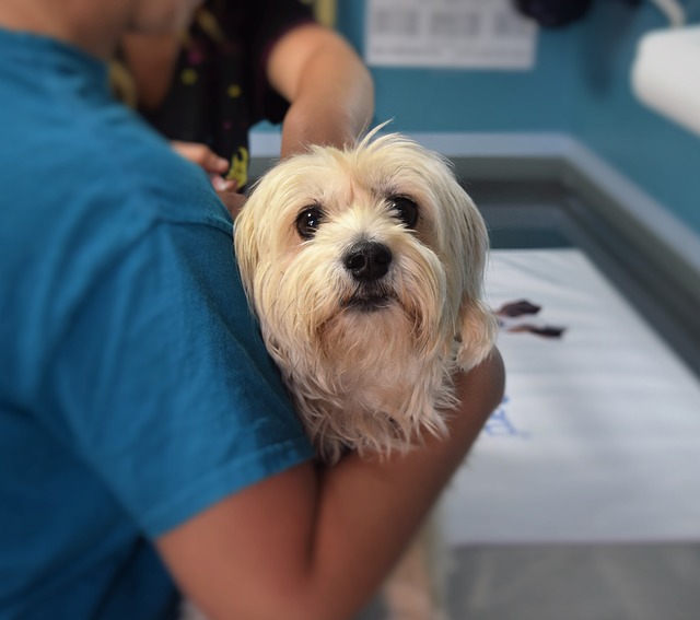 vet tech taking care of a dog