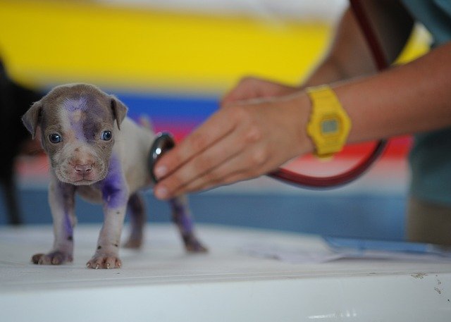 puppy getting checked by a vet