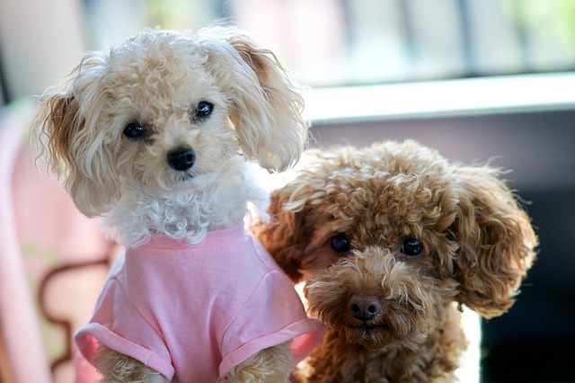 poodles in shirts