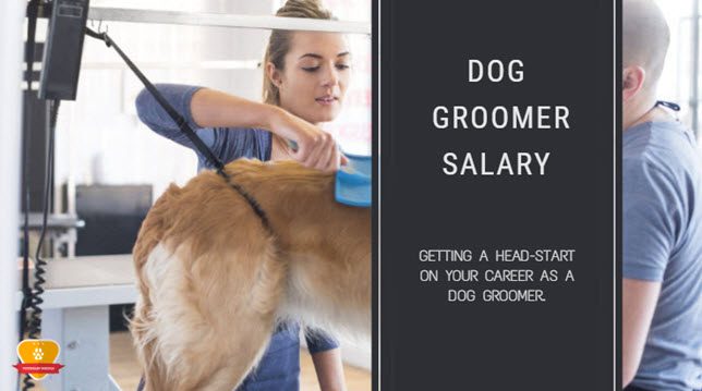 dog groomer salary