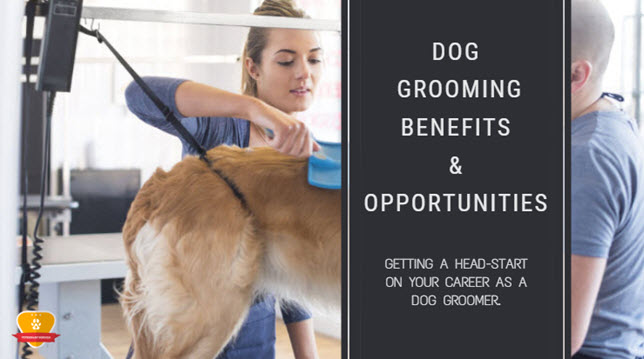 Dog grooming assistant jobs uk