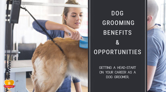 Grooming jobs on sale near me