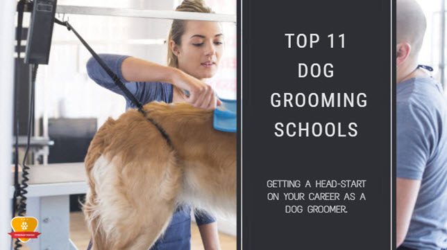top 11 dog grooming schools