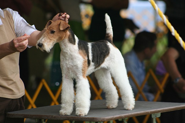 dog grooming in california