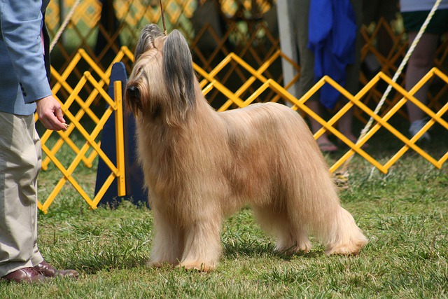 styled long haired dog