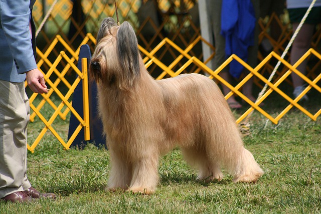 styled long haired dog