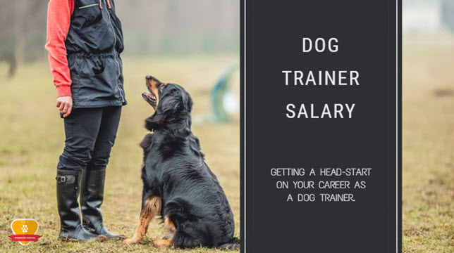 Dog Trainer Salary (How Much Do Dog Trainers Make?)