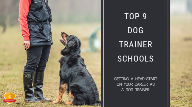 Top 9 Dog Trainer Schools for 2022 * Choose Wisely!