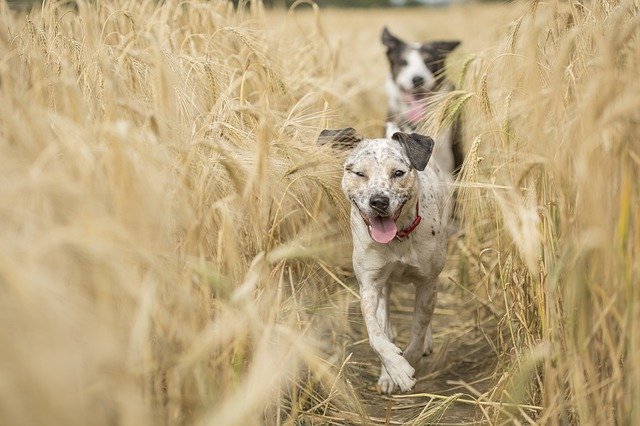 playful dogs