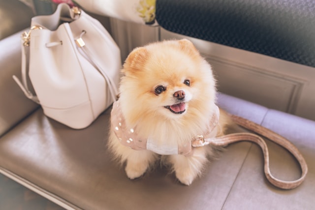 pooch in a dress