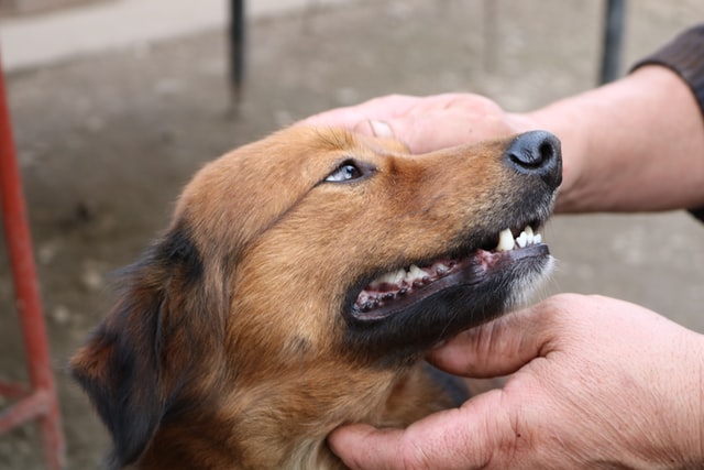 animal care in hawaii