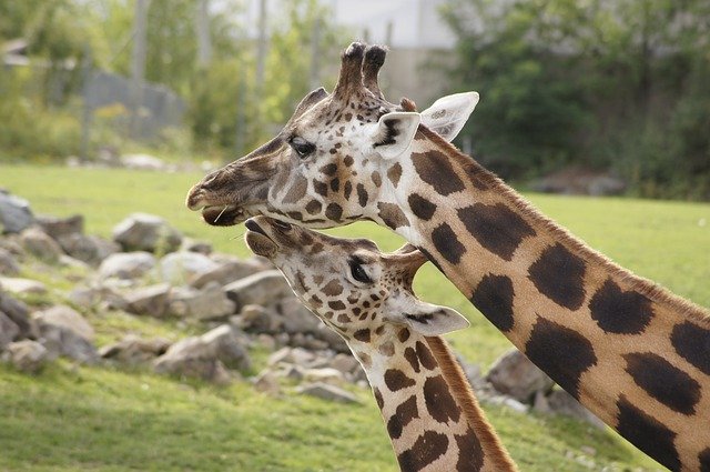 vet assistants at wildlife refuge centers 