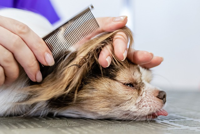 trimming the hair of a dog