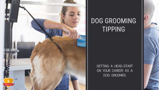 How Much to Tip a Dog Groomer