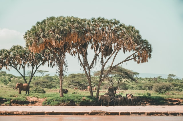 elephants at a wildlife reserve