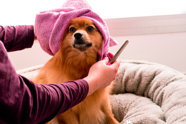 dog groomer bathing and combing a dog