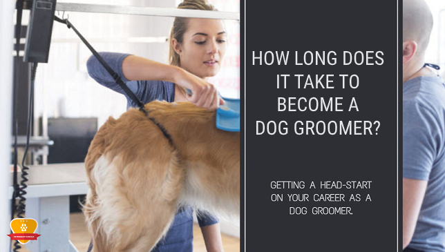 How Long Does It Take to Become a Dog Groomer?