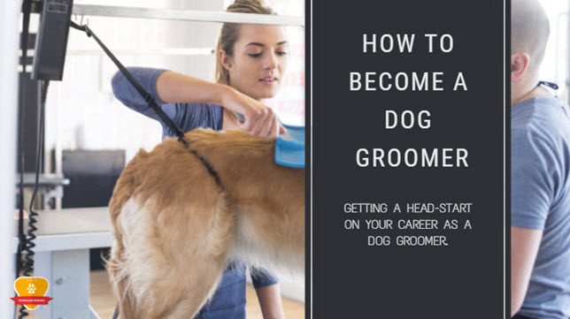 How to Become a Dog/Pet Groomer