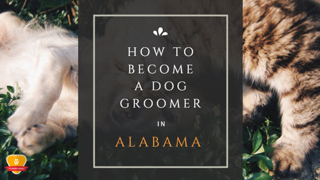 How to Become a Dog Groomer in Alabama