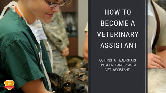How to Become a Veterinary Assistant