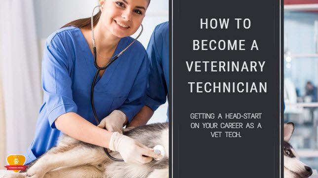 How to Become a Veterinary Technician