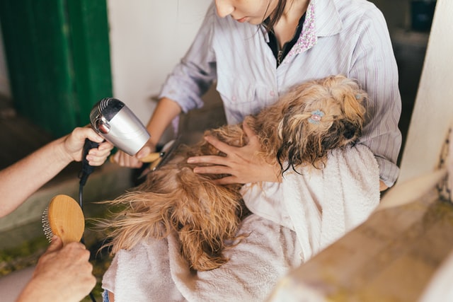 drying a dog's fur after a refreshing bath