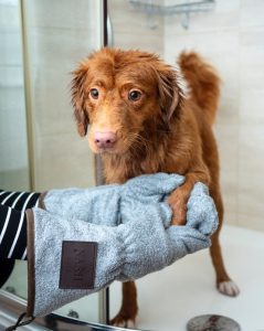 Top Average Dog Groomer Salary of all time The ultimate guide 