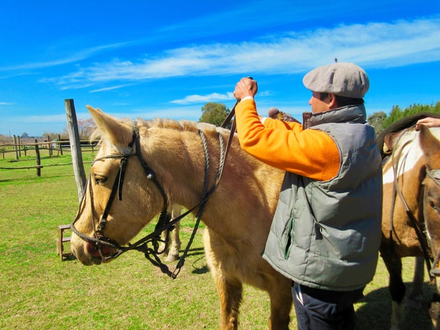 taking care of large animals